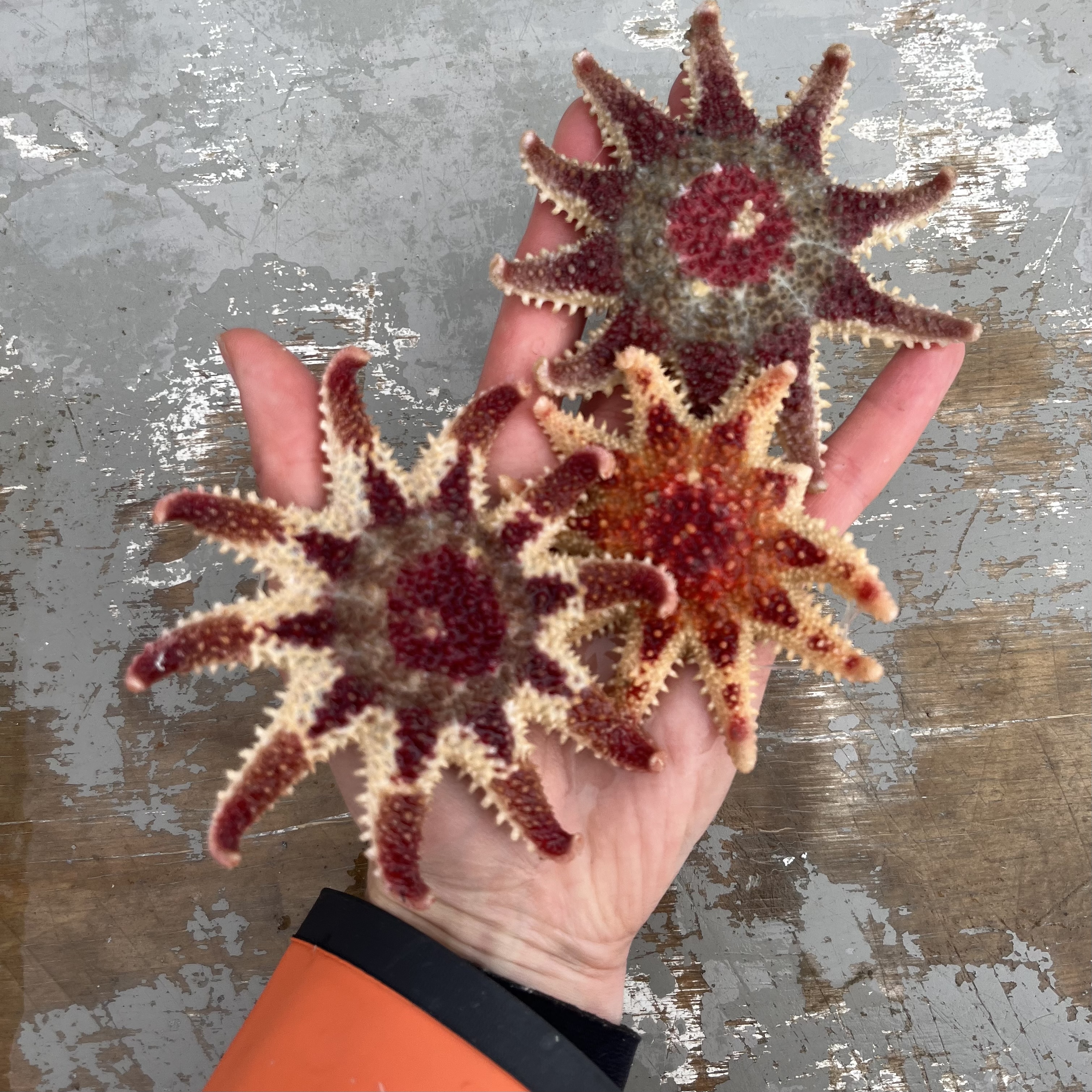 sea stars