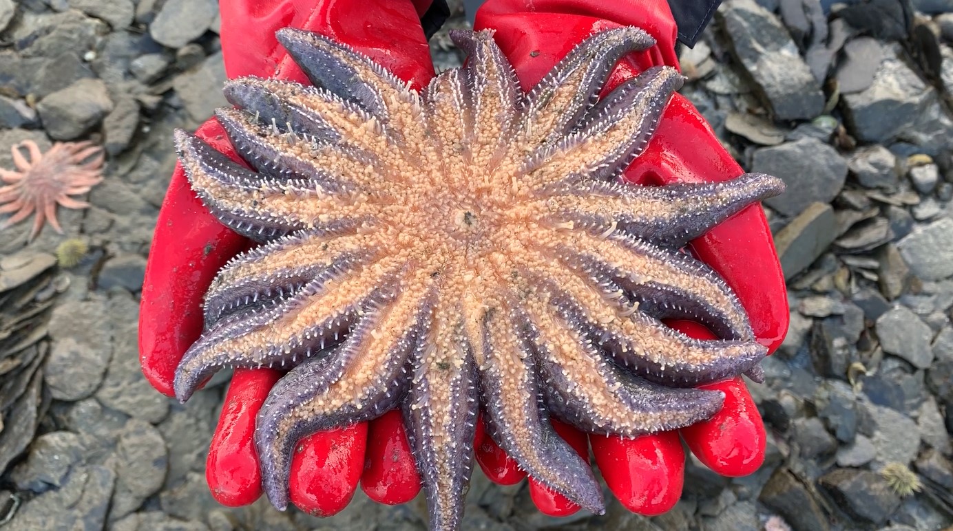 sea star