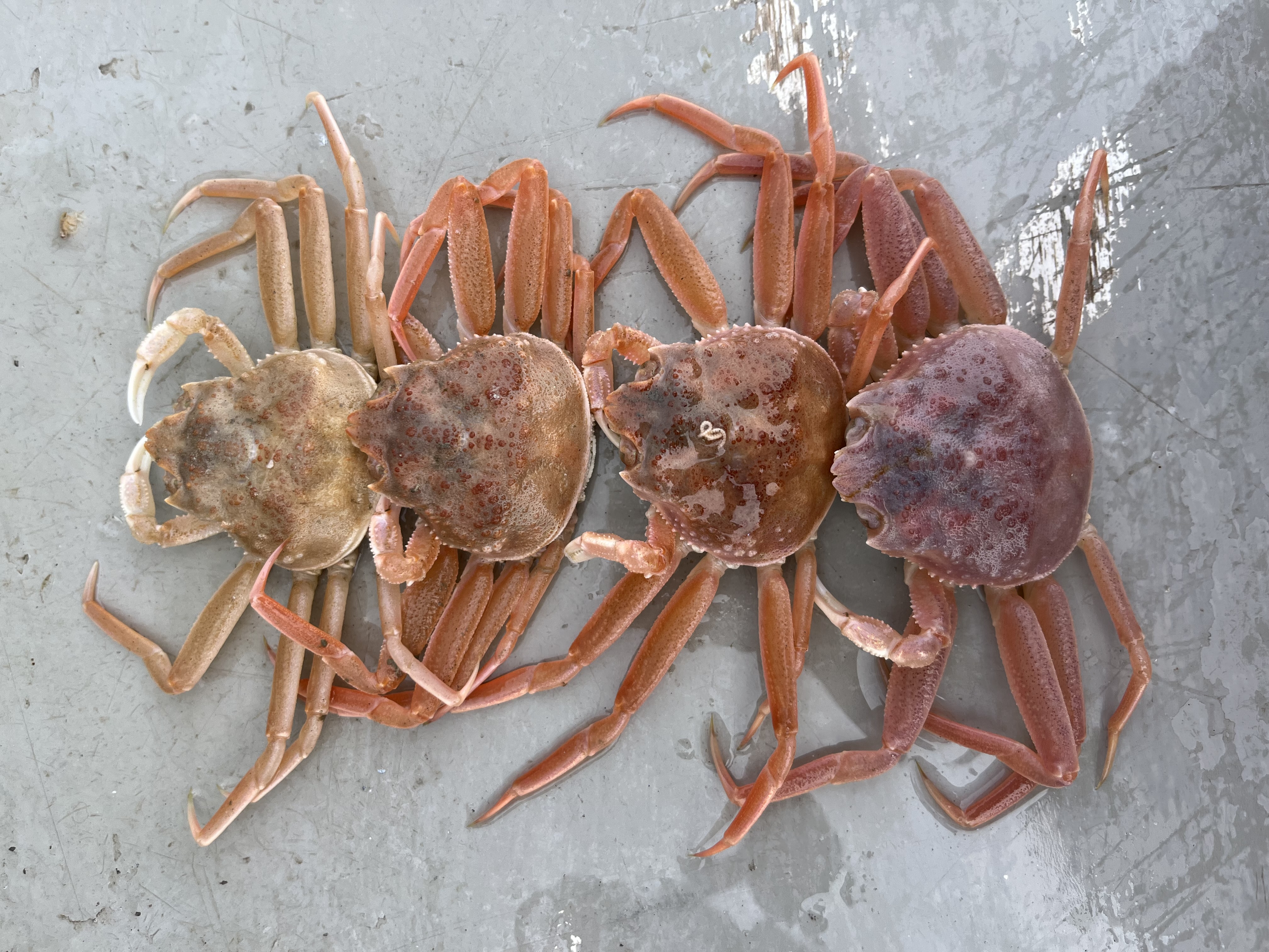 snow crab