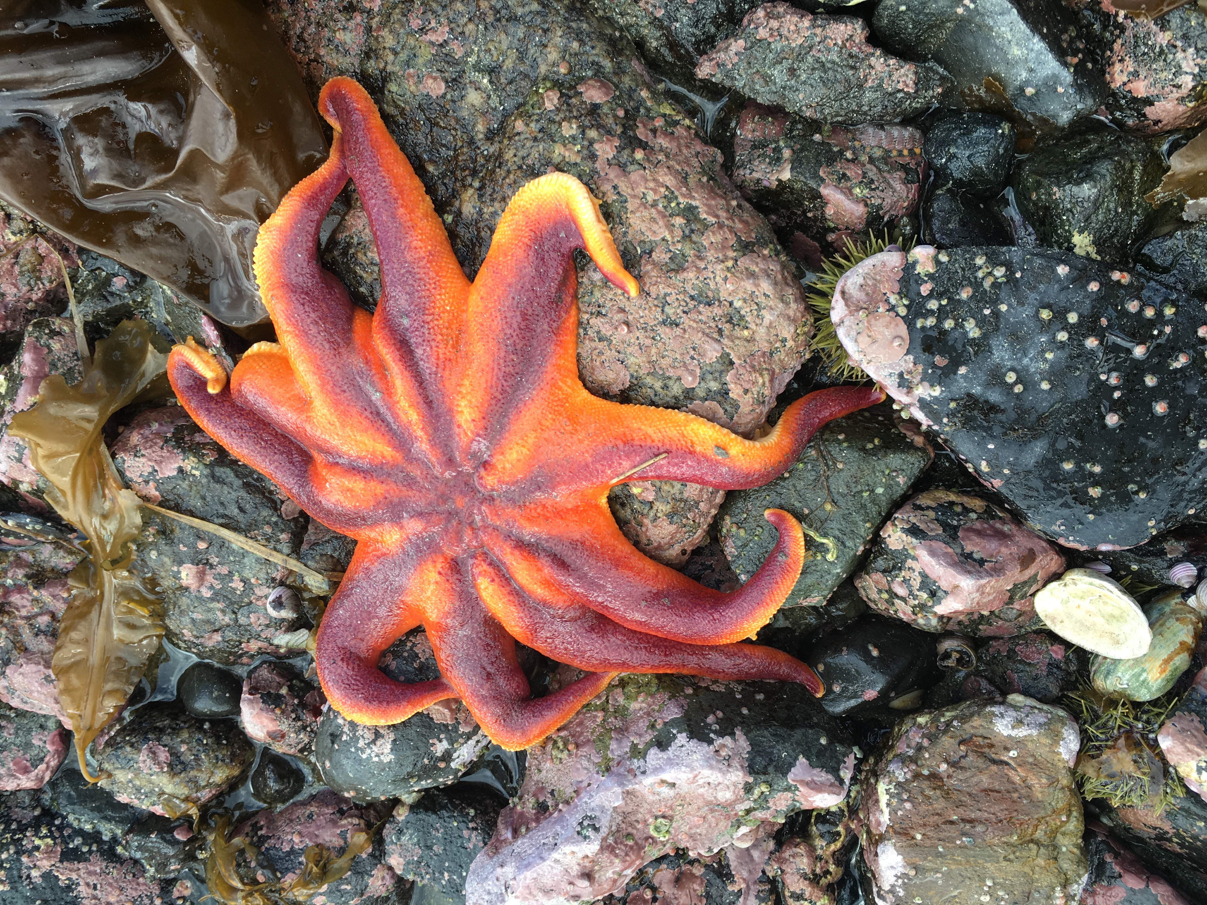 sea star