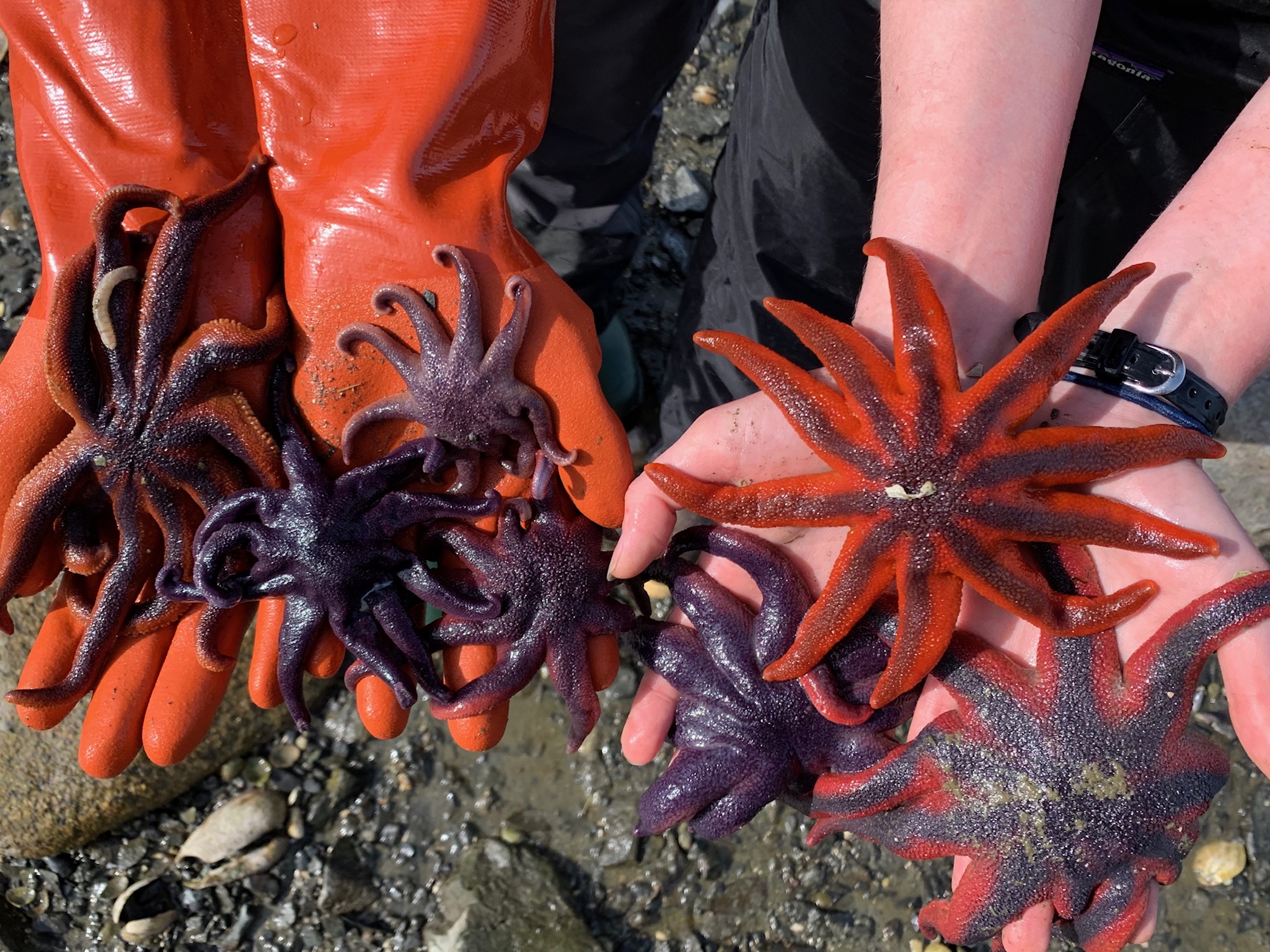 sea stars